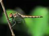 Sympetrum striolatum